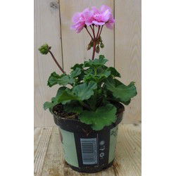 3 stuks! Geranium roze