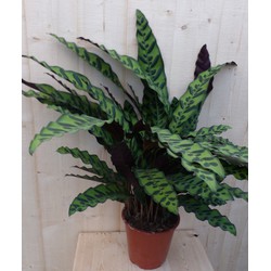 Calathea Insigne Pauwenplant Stippen 60cm - Warentuin Natuurlijk