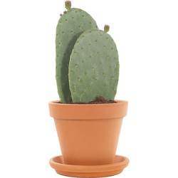 Schijfcactus 'Opuntia' incl. terracotta pot
