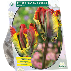 Tulipa Rasta Parrot Parkiet per 8 bloembollen