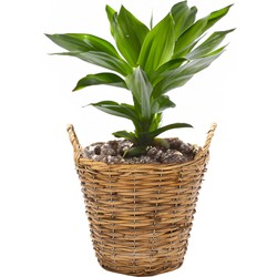 Mega Collections Planten/bloemen mand Cuba - rotan - lichtbruin - D19 x H16 cm - plantenpot voor buiten - Plantenpotten