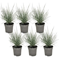 Festuca glauca 'Elijah Blue' - Set van 6 - Siergras - Pot 9cm - Hoogte 10-15cm