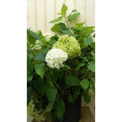 Hortensia Annabelle wit Groot