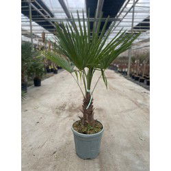Trachycarpus Fortunei 15 liter pot