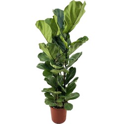 Ficus Lyrata - Pot 24cm - Hoogte 80-100cm
