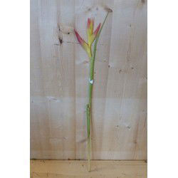 Decoratietak Paradijsvogel Strelitzia bloem