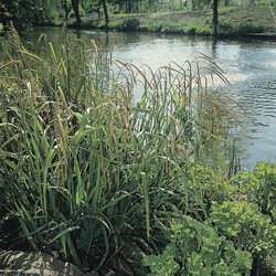 Hangende zegge Carex pendula P9 - Moerings