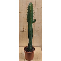 Afrikaanse Melkboom Euphorbia Trigona Cactus 70 cm hoog Groen kamerplant