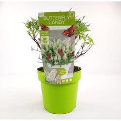 Hello Plants Buddleja Davidii Butterfly Candy Little White Dwergvlinderstruik - Ø 19 cm - Hoogte: 25 cm