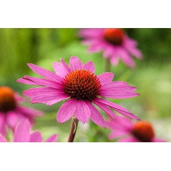 Echinacea Purpurea - Set van 10 - Rode zonnehoed - Wortelstokken - Zomerbloeiers