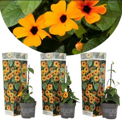 Thunbergia alata New Orange - Set van 3 - Klimplant - Pot 9cm - Hoogte 25-40cm