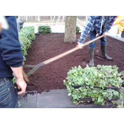 Plantenmat vasteplanten Euonymus Kardinaalsmuts prijs per 1m2 cm Covergreen