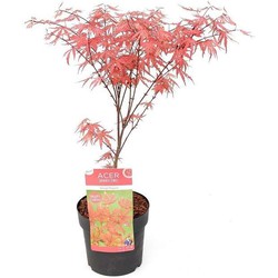Acer palmatum 'Amagi-shigure' - Japanse Esdoorn - Pot 13cm - Hoogte 30-40cm