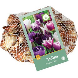 Tulipa Blueberry Mix