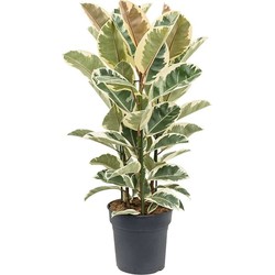 Ficus Elastica Tineke 'Rubberboom' - Kamerplant - Pot 24cm - Hoogte 75-100cm