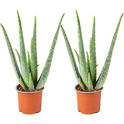 2x Aloe Vera Barbadensis - Vetplant - Kamerplant - Onderhoudsvriendelijk - ⌀10,5 cm - ↕30-35 cm