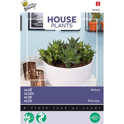 House Plants Aloe gemengde soorten