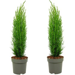 Cupressus sempervirens - Set van 2 - Toscaanse Cipres - ⌀19cm - Hoogte 70-80cm