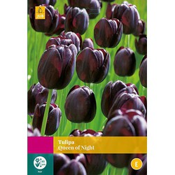 2 stuks - Tulipa Queen of Night 20 bollen