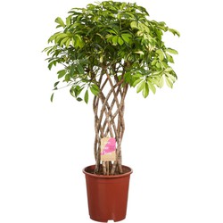 Vingersboom Schefflera - 100cm