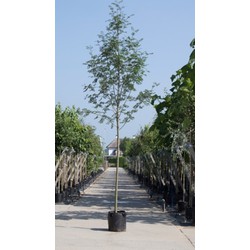 Lijsterbes Sorbus aucuparia h 450 cm st. omtrek 16 cm - Warentuin Natuurlijk
