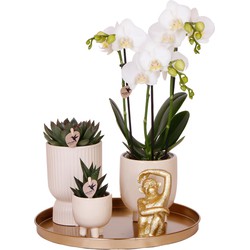 Kolibri Company | Gift set Luxury Living | Plantenset met witte Phalaenopsis Orchidee en Succulenten incl. keramieken sierpotten