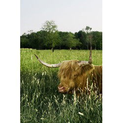 Tuinschilderij hoogl veld 70x50