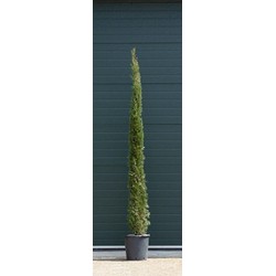 Italiaanse cipresboom Cupressus sempr. Pyramidalis h 225 cm - Warentuin Natuurlijk