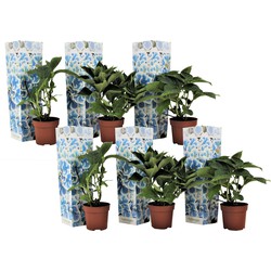 Hydrangea bicolor Bavaria Blauw - Hortensia - Set van 6 - ⌀9cm - Hoogte 25-40cm