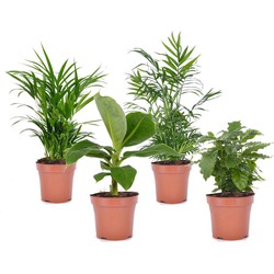 Trendy Thuis - Set van kamerplanten - Pot 12cm - Hoogte 25-40cm