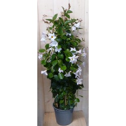 Dipladenia Mandevilla Sundaville wit 140 cm