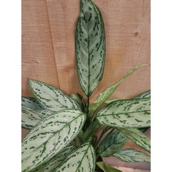 Aglaonema kamerplant