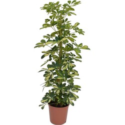 Schefflera Dalton - Vingerplant - Pot 21cm - Hoogte 90-100cm