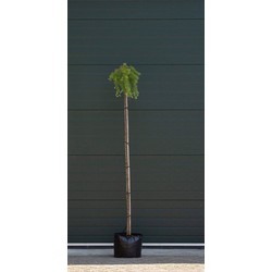 Japanse treurlork Larix kaempferi Stiff Weeper h 220 cm st. omtrek 8 cm st. h 200 cm