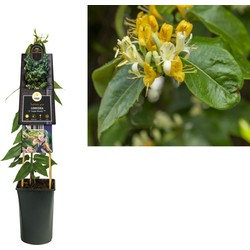 3 stuks - Klimplant Lonicera h. Copper Beauty PBR 75 cm - Van der Starre