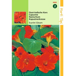 2 stuks - Tropaeolum Scarlet Gleam Rood