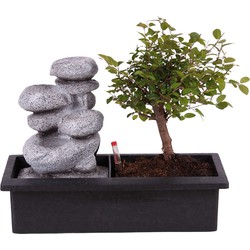 Bonsaiboom met Easy-care watersysteem - Zen stenen - Hoogte 25-35cm
