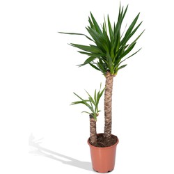Hello Plants Yucca Elephantipes Palmlelie - Ø 21 cm - Hoogte: 95 cm
