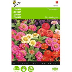 2 stuks - Zinnia elgegans Thumbelina Gemengd