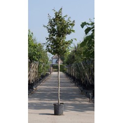 Vlamboom Parrotia persica h 250 cm st. omtrek 8 cm