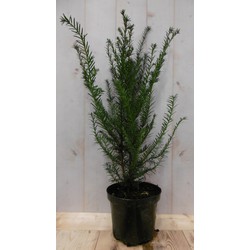 Taxus 70 cm - Warentuin Natuurlijk