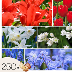 Hollandse bloembollen - Set van 250 - Tulipa Narcissus Scilla Allium Muscari