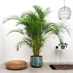 Green Bubble Areca palm - 180cm