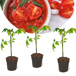 Lycopersicon esculentum - Tomatenplant - Set van 3 - Pot 10.5cm - Hoogte 20-30cm