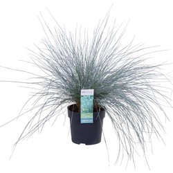 Hello Plants Festuca Glauca Azura Blue Blauw Schapengras - Siergras - Ø 14 cm - Hoogte: 30 cm