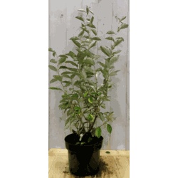 Elaeagnus Olijfwilg groen blad 80 cm - Warentuin Natuurlijk