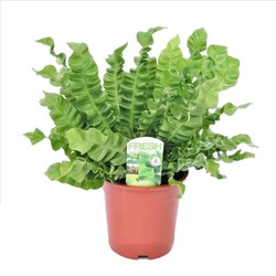 Asplenium nidus 'Crispy Wave' - Varen - Pot 17cm - Hoogte 40-50cm