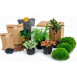 URBANJNGL - Plant terrarium pakket Jungle 5 - Navul & Startpakket DIY terrarium