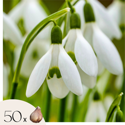 Groot sneeuwklokje - Set van 50 - Galanthus elwesii - Bloembollen - Wit