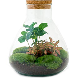 URBANJNGL - Planten terrarium • Sammie Coffea • Ecosysteem plant • ↑ 27 cm